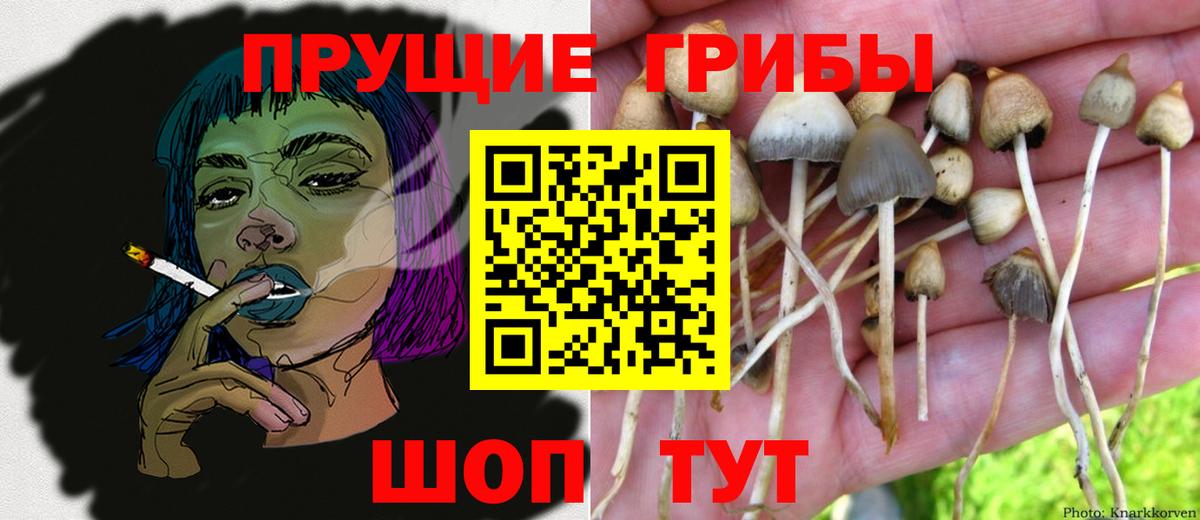 Галлюциногенные грибы Psilocybe  Вход с VPN  Сальск 